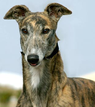 Image result for dusty dog