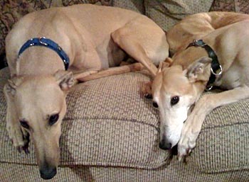 greyhound rescue greyhound adoption league of inc greyhound rescue greyhound adoption league of inc