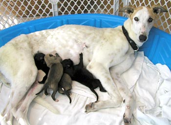Allie and puppies