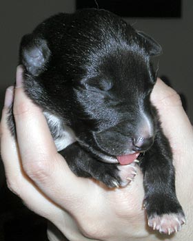 Black male