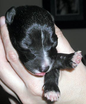 Black female