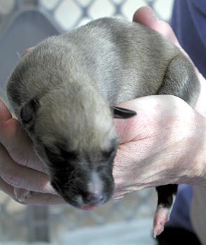 Fawn female