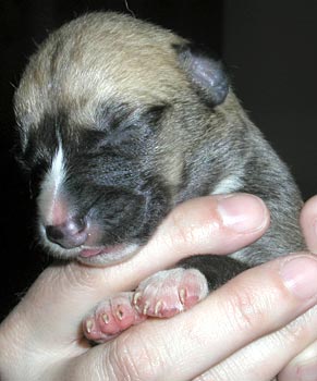 Fawn female