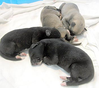 Allie's puppies