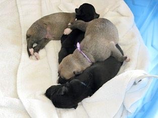 Allie's puppies