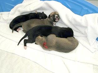 Allie's puppies