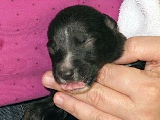 Allie's puppies