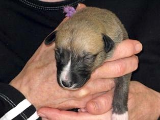 Allie's puppies