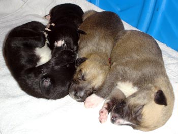 Allie's puppies