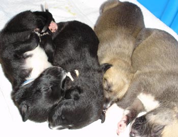 Allie's puppies