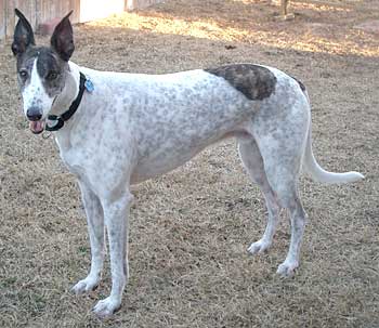 Archie