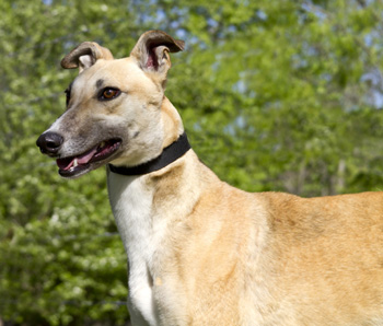 Athena