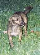 Bailey