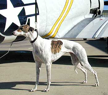 Bailey