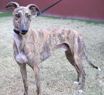Beau