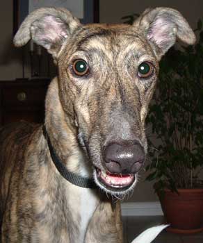 Beau