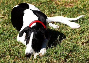 Bessie