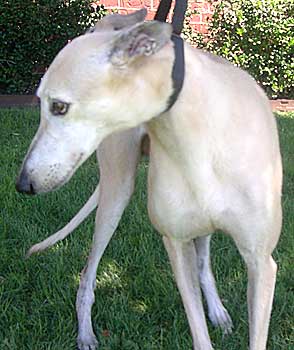 Bobbi
