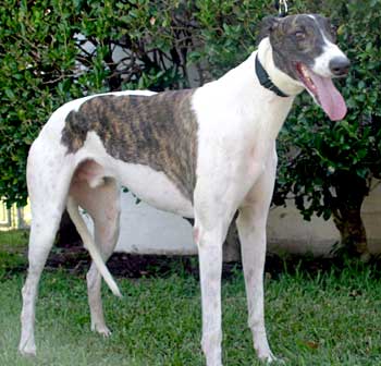 Bruno