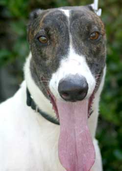 Bruno