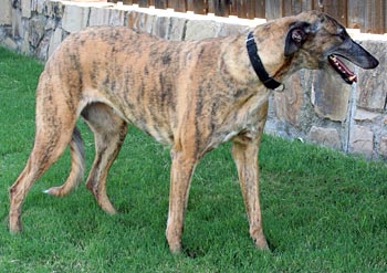 Bryn