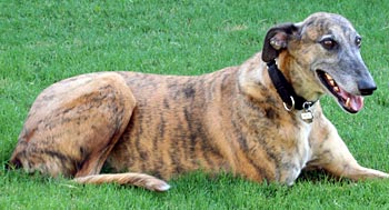 Bryn