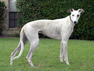 Casper