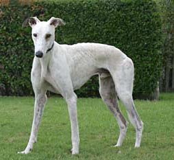 Casper