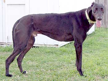 Chico