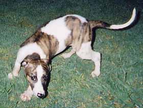 Cooper