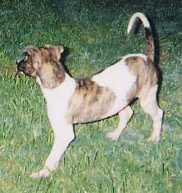 Cooper