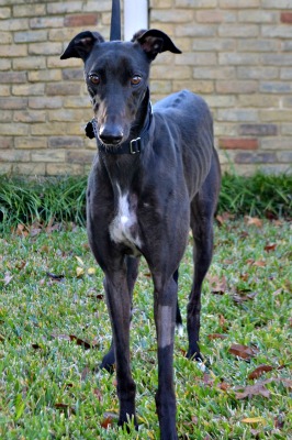 Greyhound Adoption League of Texas, Inc.