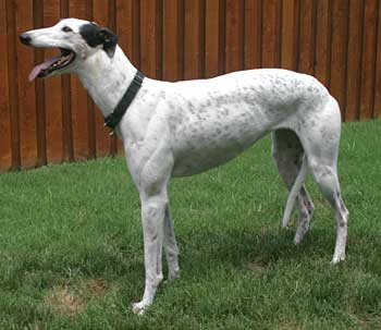 Dotty