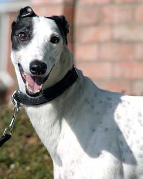 Dotty