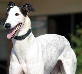Dotty
