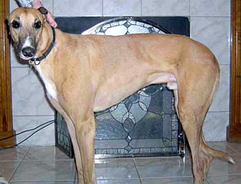 Dozer