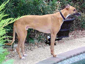 Dozer