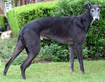Duke