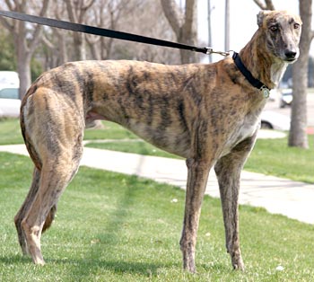 Duke