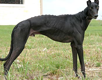 Dynamo