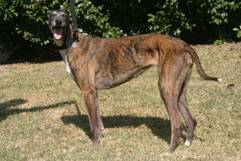 Heidi