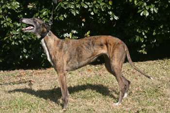 Heidi