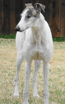 Jitterbug