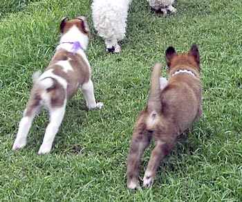 Puppies