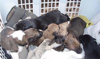 Puppies