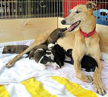 Katie Anne and puppies