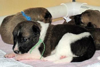 Katie Anne's puppies