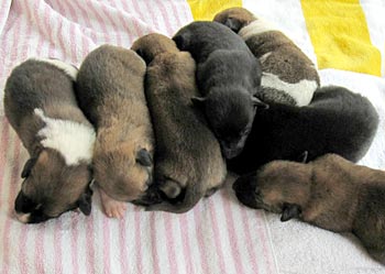 Katie Anne's puppies
