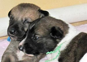 Katie Anne's puppies