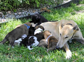Katie Anne and puppies